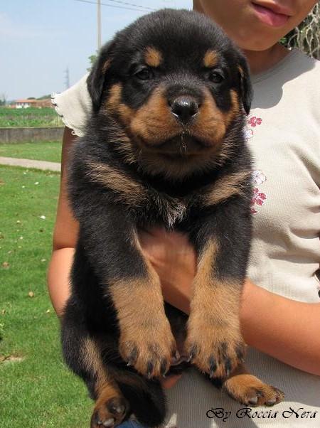 cuccioli Leo x Xira