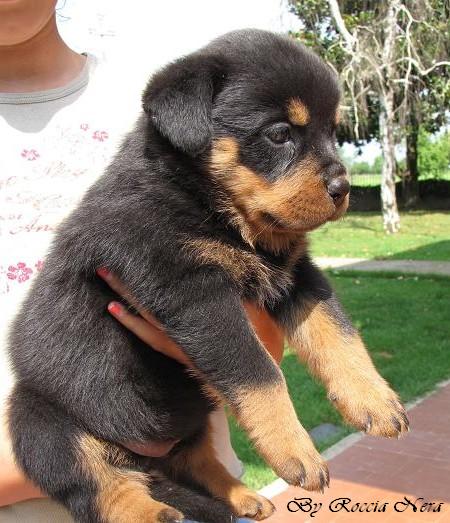 cuccioli Leo x Xira