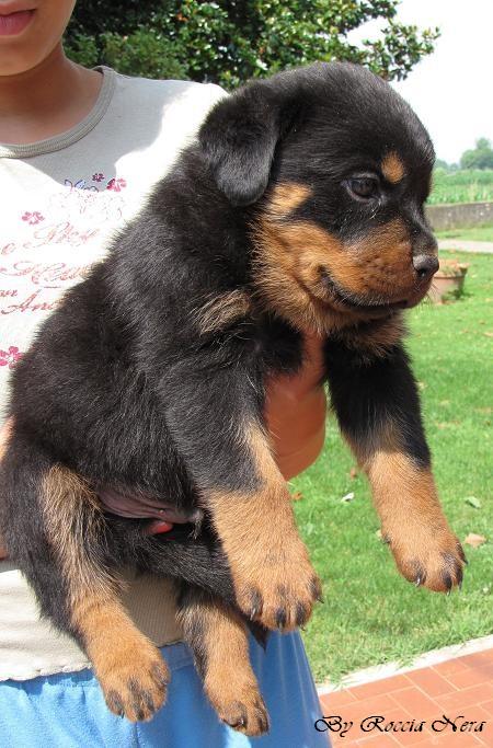 cuccioli Leo x Xira