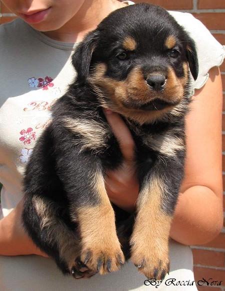 cuccioli Leo x Xira