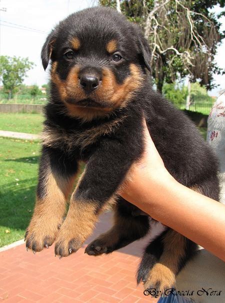cuccioli Leo x Xira