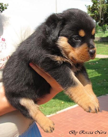 cuccioli Leo x Xira