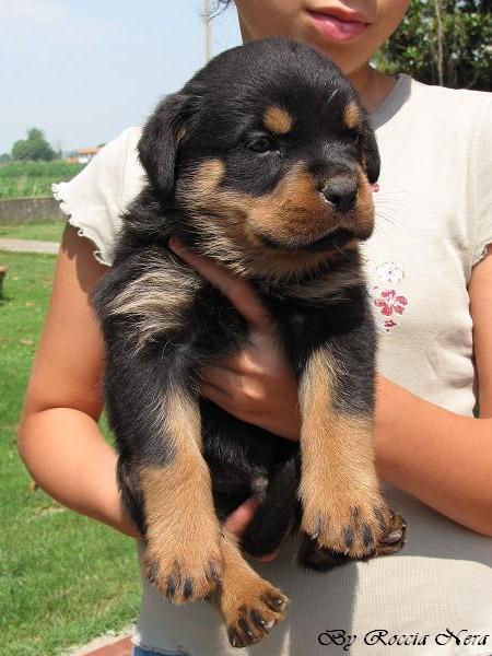 cuccioli Leo x Xira