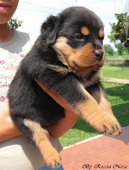 cuccioli Leo x Xira
