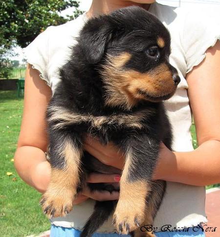 cuccioli Leo x Xira