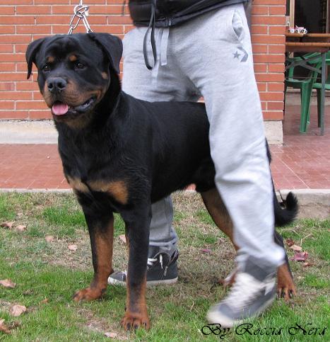 FLEO Roccia Nera