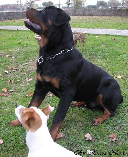 FLEO Roccia Nera