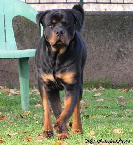 FLEO Roccia Nera
