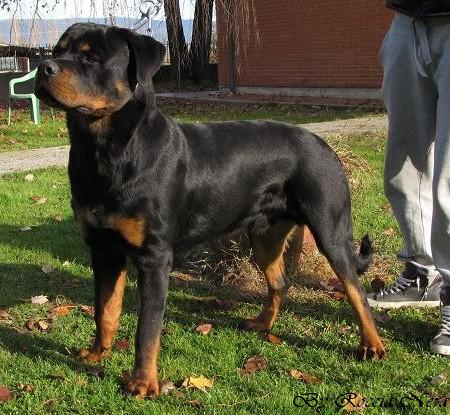 FLEO Roccia Nera