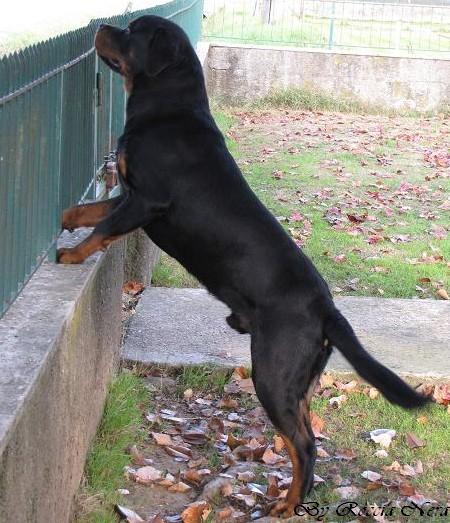 FLEO Roccia Nera