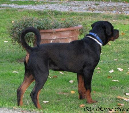 GAIUS Roccia Nera 