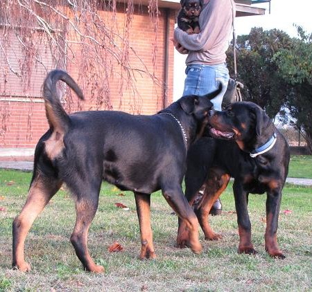 GAIUS Roccia Nera 