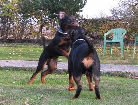 GAIUS Roccia Nera 