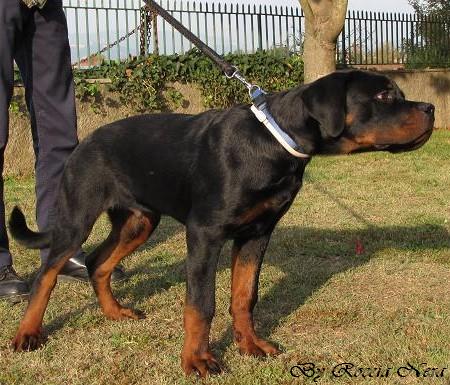 GAIUS Roccia Nera 