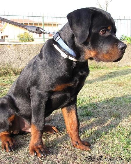 GAIUS Roccia Nera 