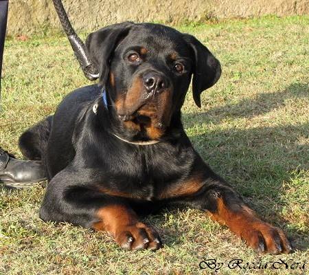 GAIUS Roccia Nera 