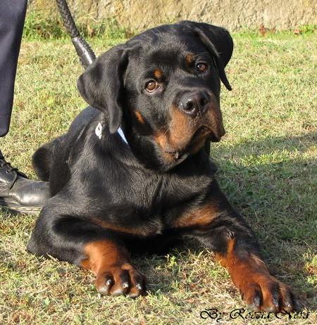 GAIUS Roccia Nera 