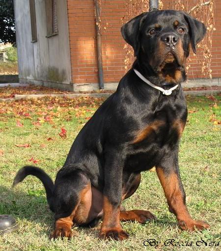 GAIUS Roccia Nera 