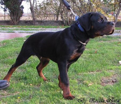 GAIUS Roccia Nera 