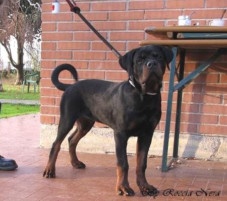 GAIUS Roccia Nera 