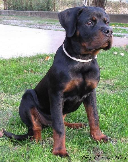 GAIUS Roccia Nera 