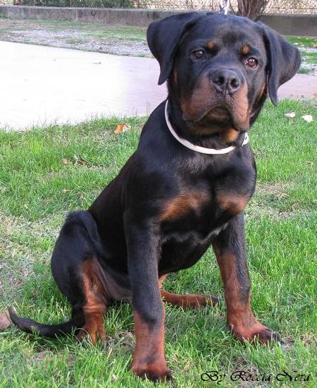 GAIUS Roccia Nera 
