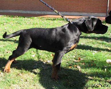 GANNY Roccia Nera 