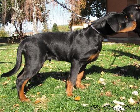 GANNY Roccia Nera