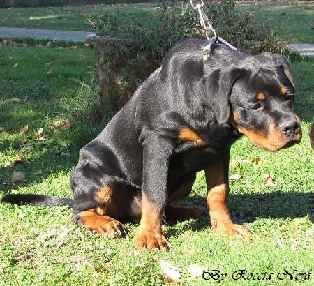GANNY Roccia Nera