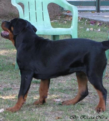 GANNY Roccia Nera