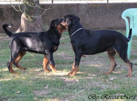 GANNY Roccia Nera