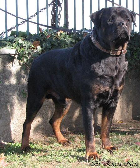 Odo _Roccia Nera