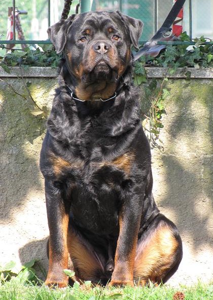 Odo _Roccia Nera