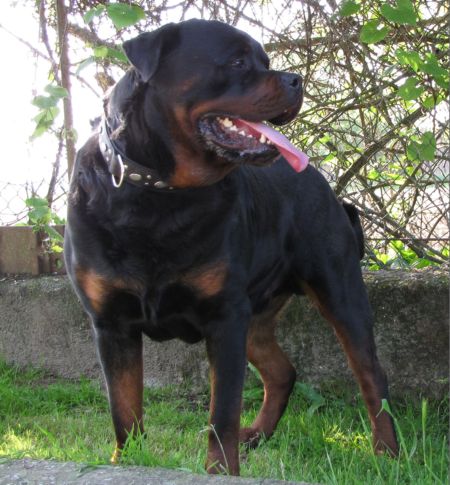 leo