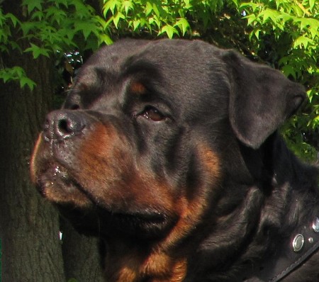 leo