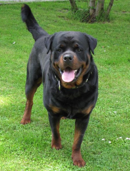 leo