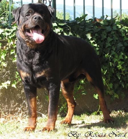 Odo _Roccia Nera