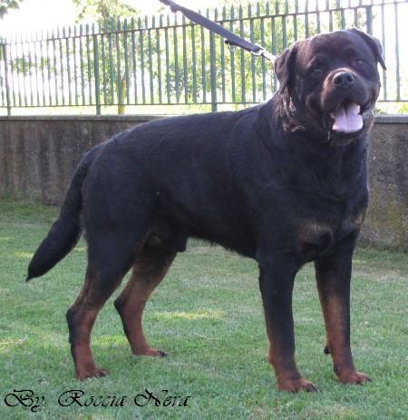 Odo _Roccia Nera
