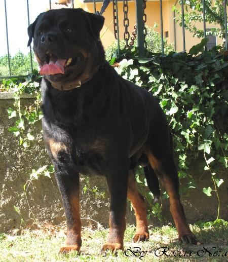 Odo _Roccia Nera
