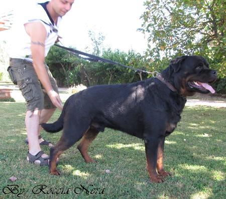 Odo _Roccia Nera